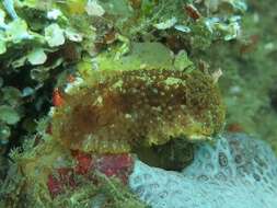 Image of Carminodoris grandiflora (Pease 1860)