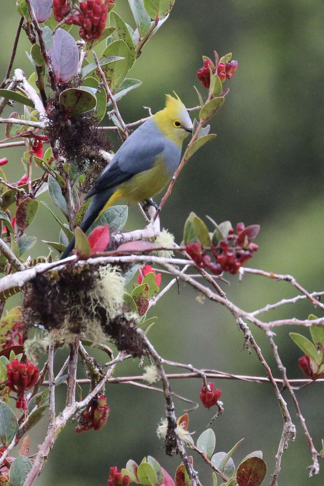 Image of Long-tailed Silky-flycatcher