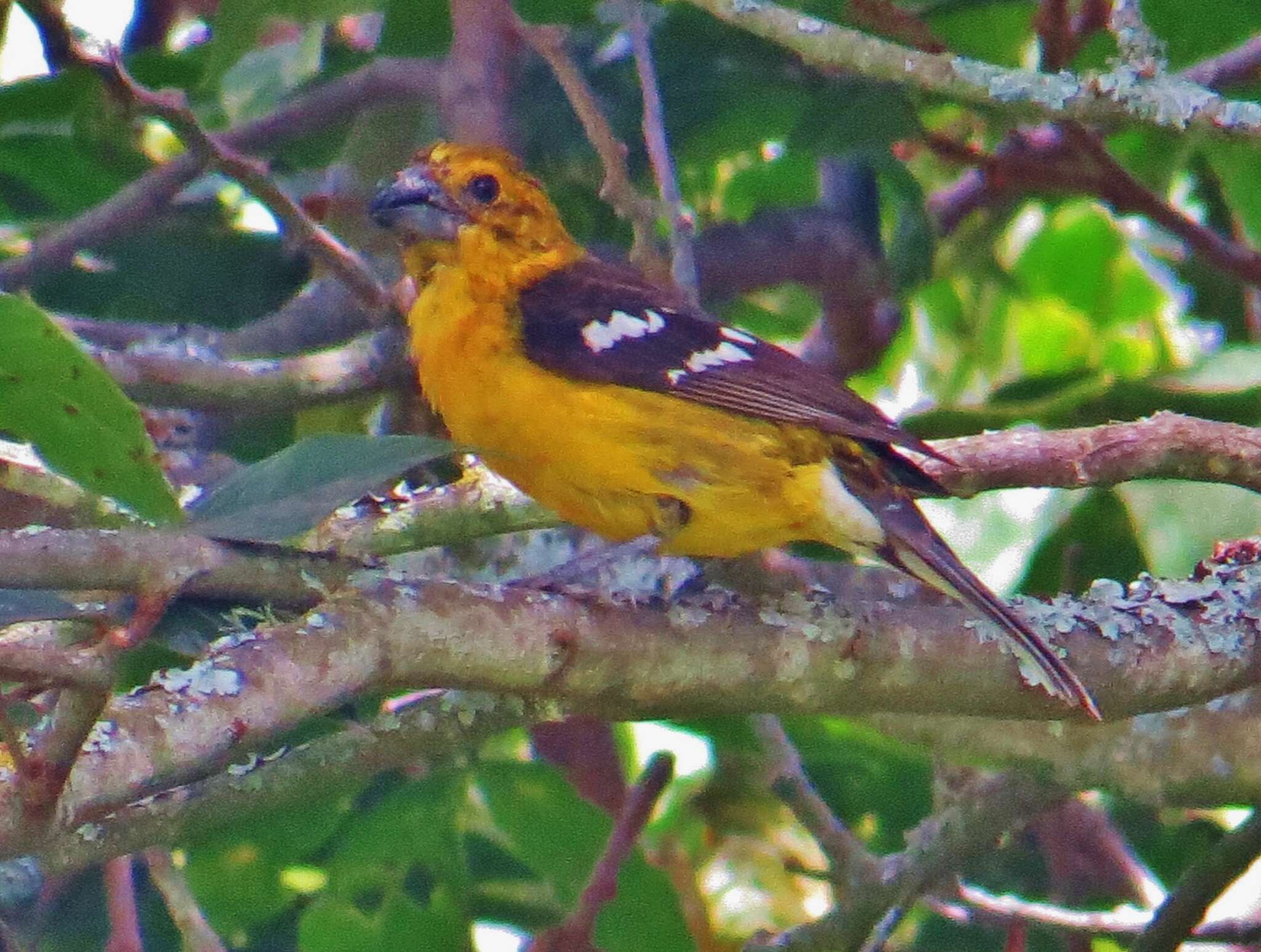 Image of Golden Grosbeak