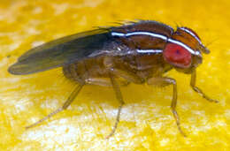 Image of African Fig Fly