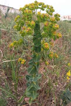 Image of urban spurge