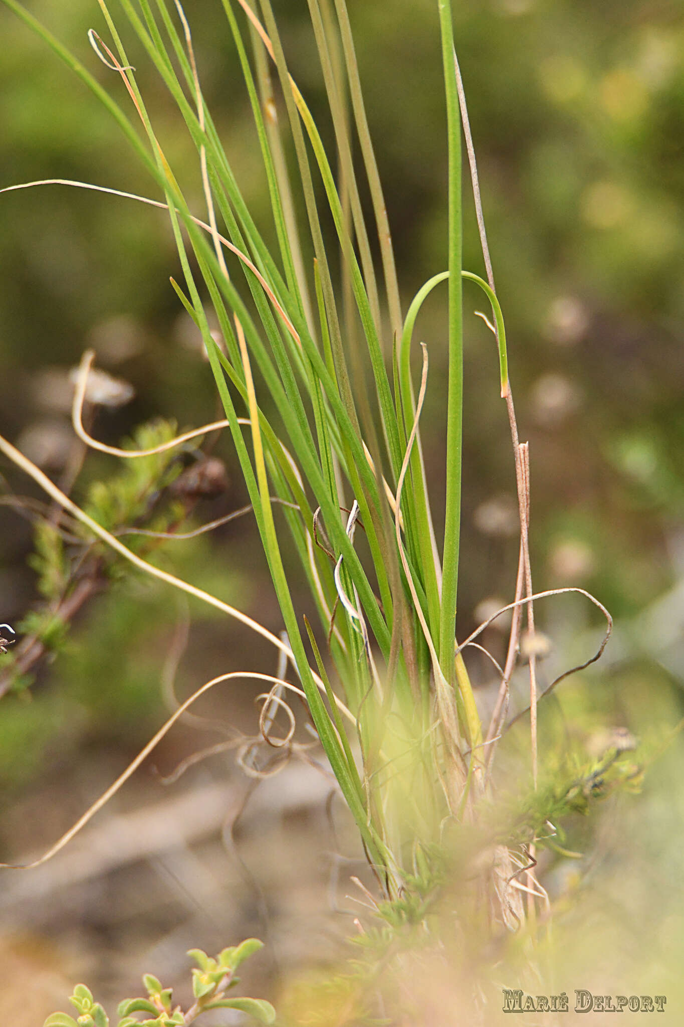 Image of Bulbine favosa (Thunb.) Schult. & Schult. fil.