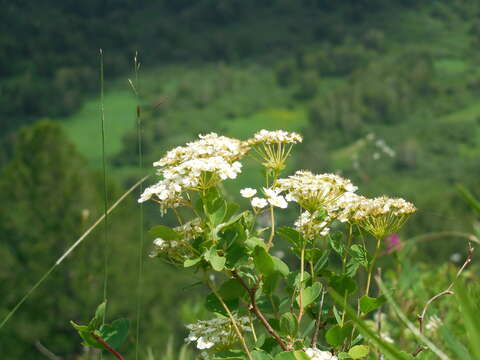 Image de Spiraea trilobata L.