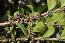 Image de Eurya crenatifolia (Yamamoto) Kobuski