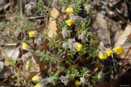 Image de Helianthemum hirtum (L.) Miller