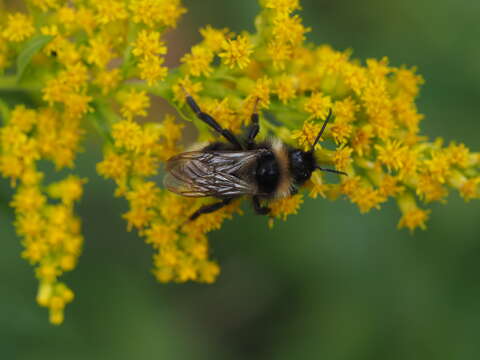 Image of Bombus campestris (Panzer 1801)