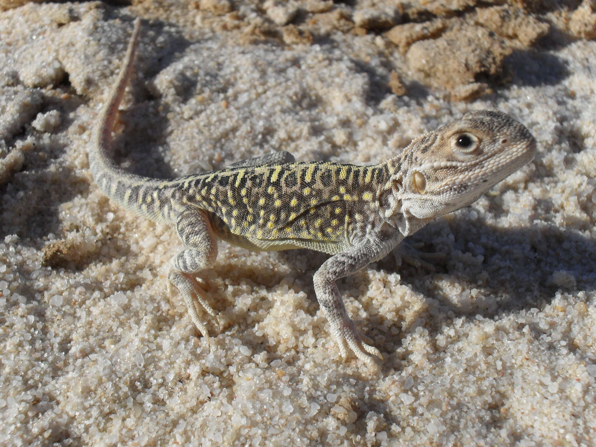 Ctenophorus salinarum Storr 1966 resmi