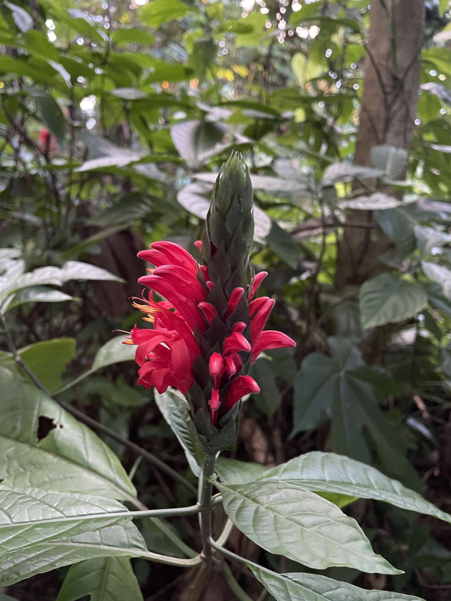 Pachystachys coccinea (Aubl.) Nees resmi