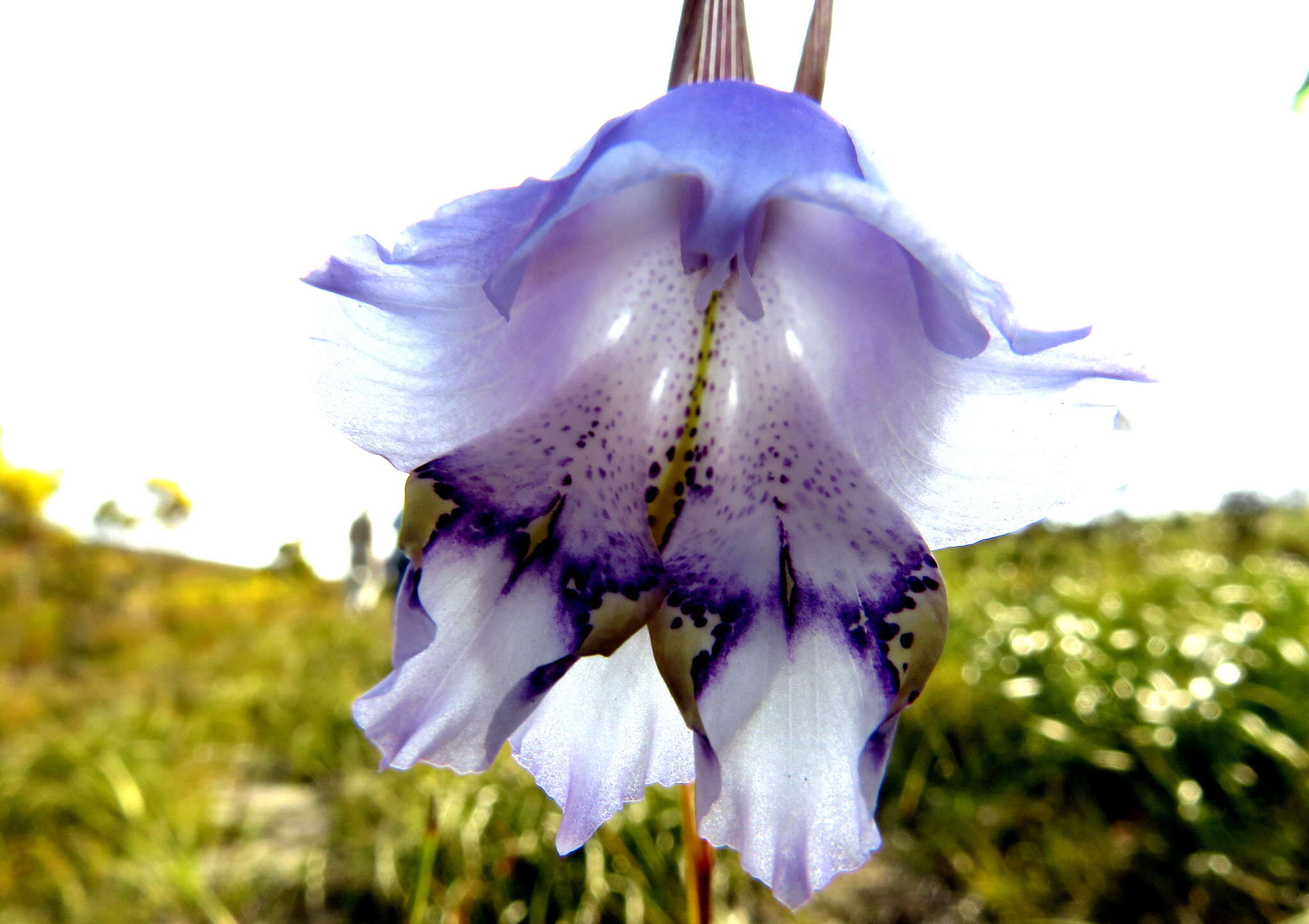 Gladiolus bullatus Thunb. ex G. J. Lewis resmi