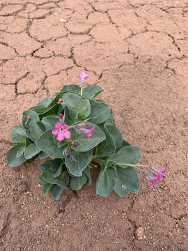 Image de Cycladenia humilis var. jonesii (Eastw.) S. L. Welsh & N. D. Atwood