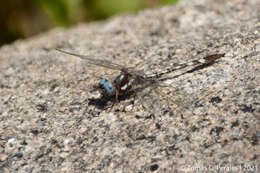 Image of Macrothemis imitans Karsch 1890