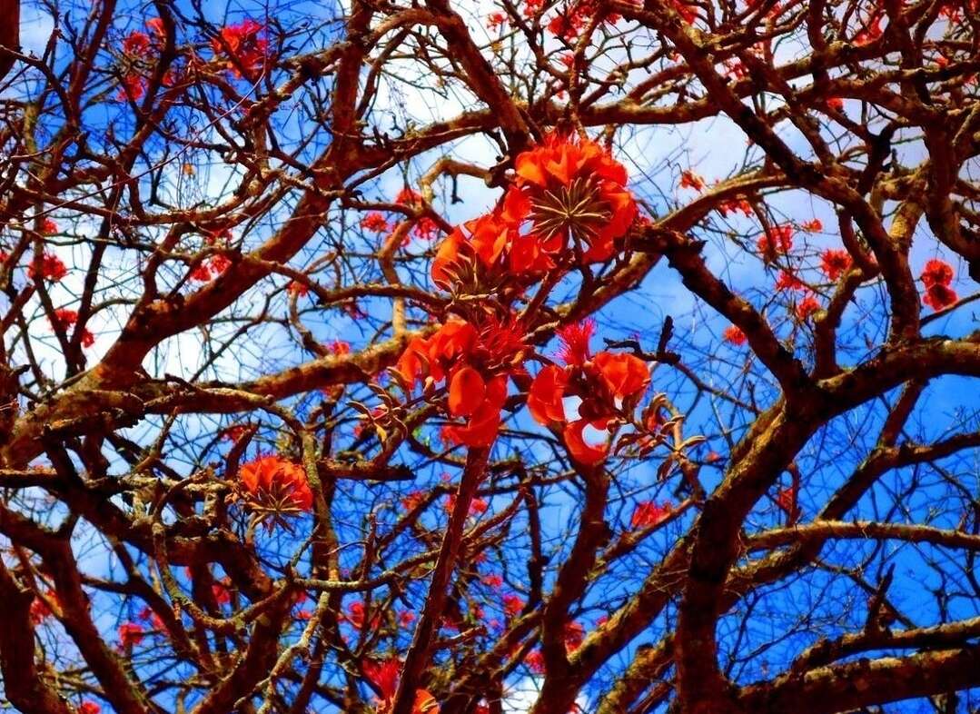 Image of Erythrina velutina Willd.