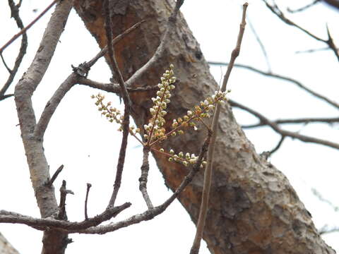 Plancia ëd Boswellia serrata Roxb. ex Colebr.