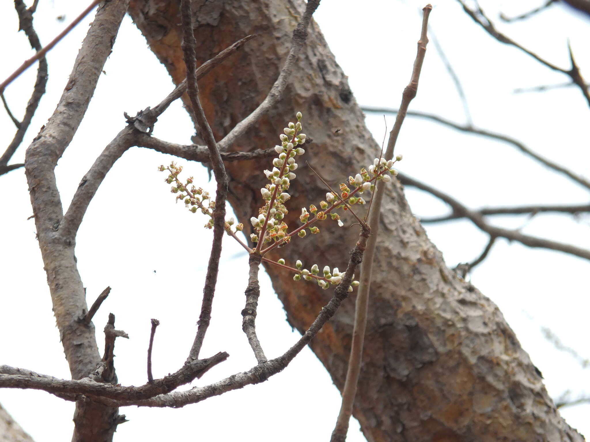 Plancia ëd Boswellia serrata Roxb. ex Colebr.