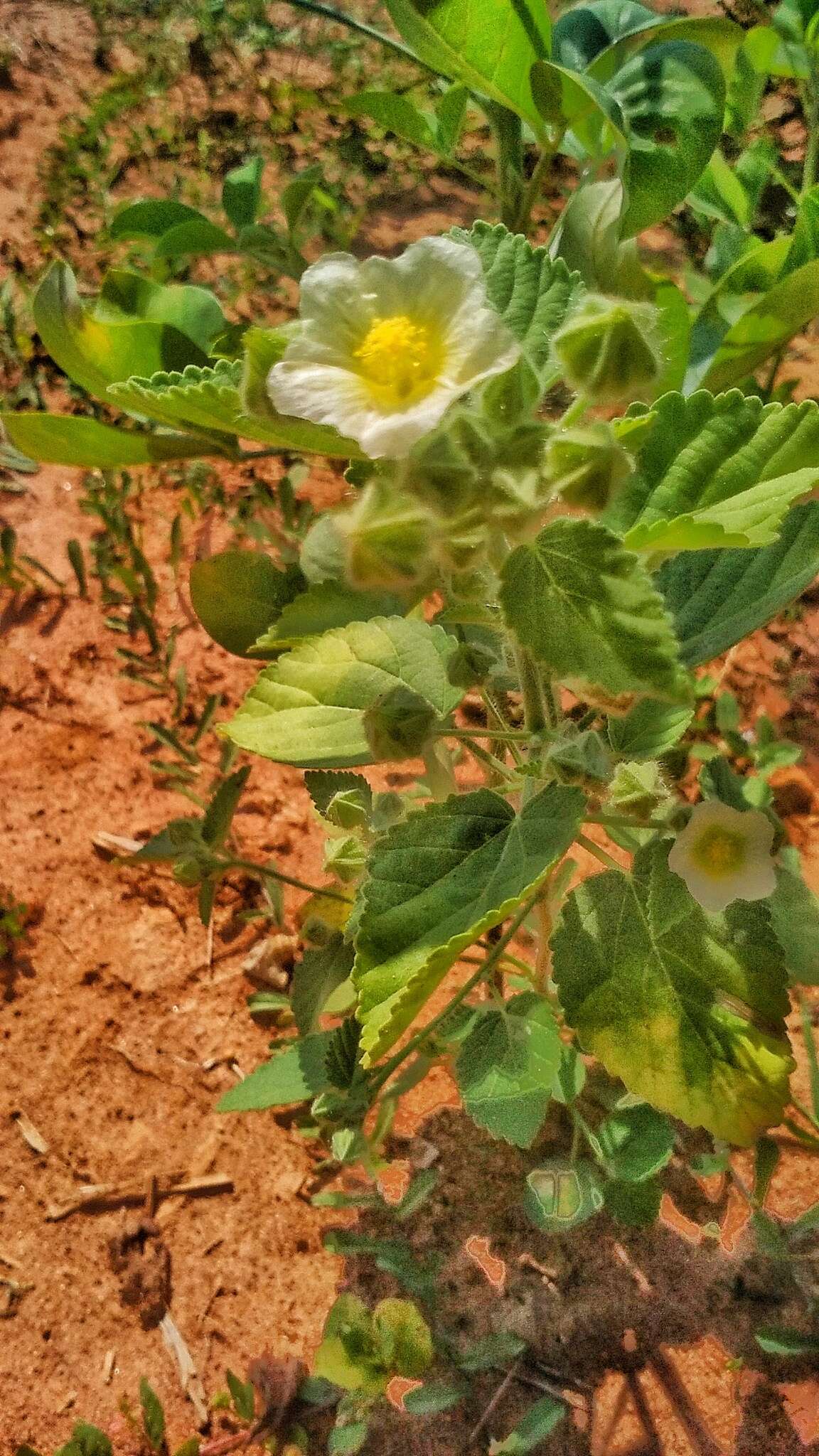 Plancia ëd Sida cordata (Burm. fil.) Borss. Waalk.