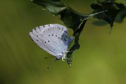 Image of holly blue