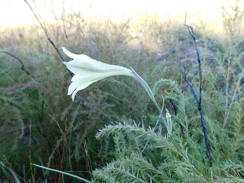 Image of ever-flowering gladiolus