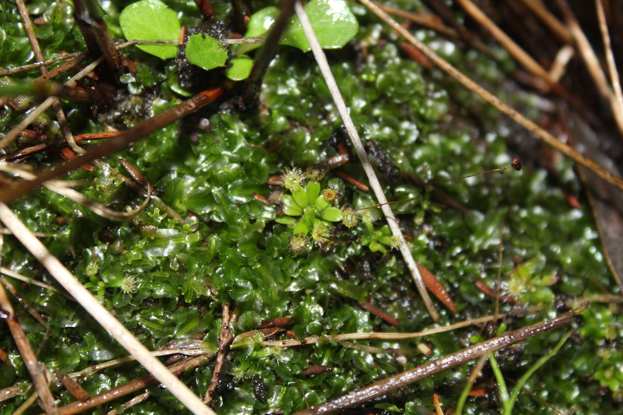 Image de Drosera pulchella Lehm.