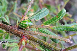 Image of Acacia aspera subsp. parviceps N. G. Walsh