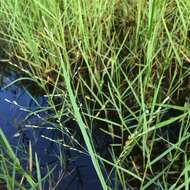 Image of torpedo grass