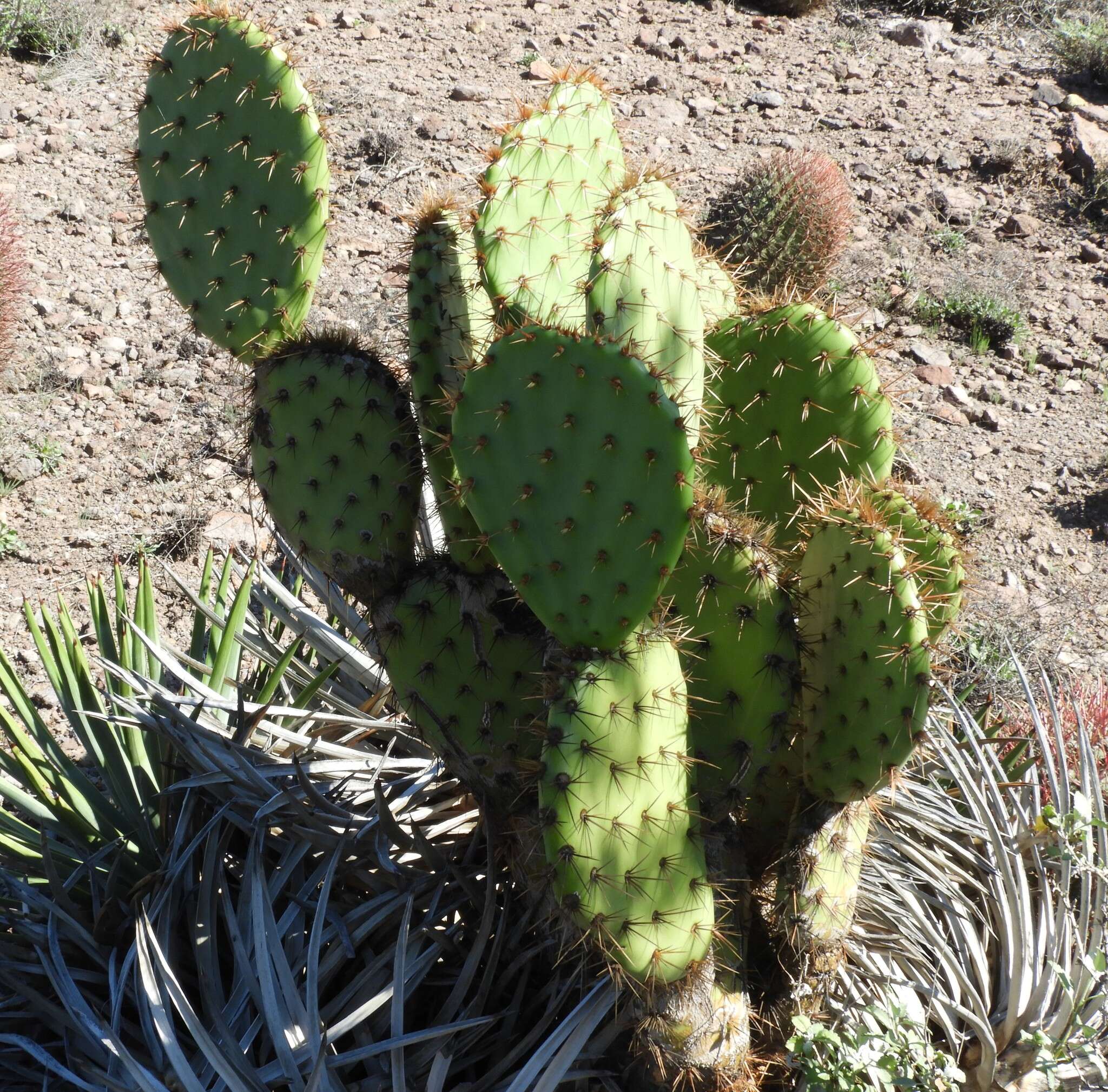 Sivun Opuntia clarkiorum kuva