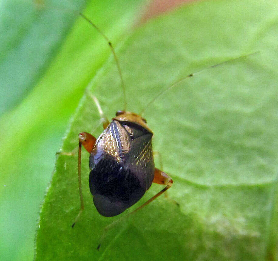 Image of Halticus luteicollis (Panzer 1804)