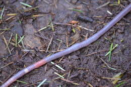 Image of Woodland blue worm
