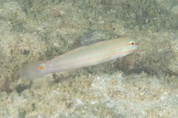 Image of Crosshatch goby