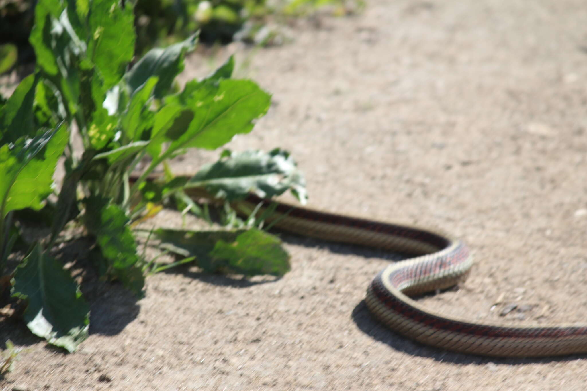 Image of Thamnophis sirtalis infernalis (Blainville 1835)