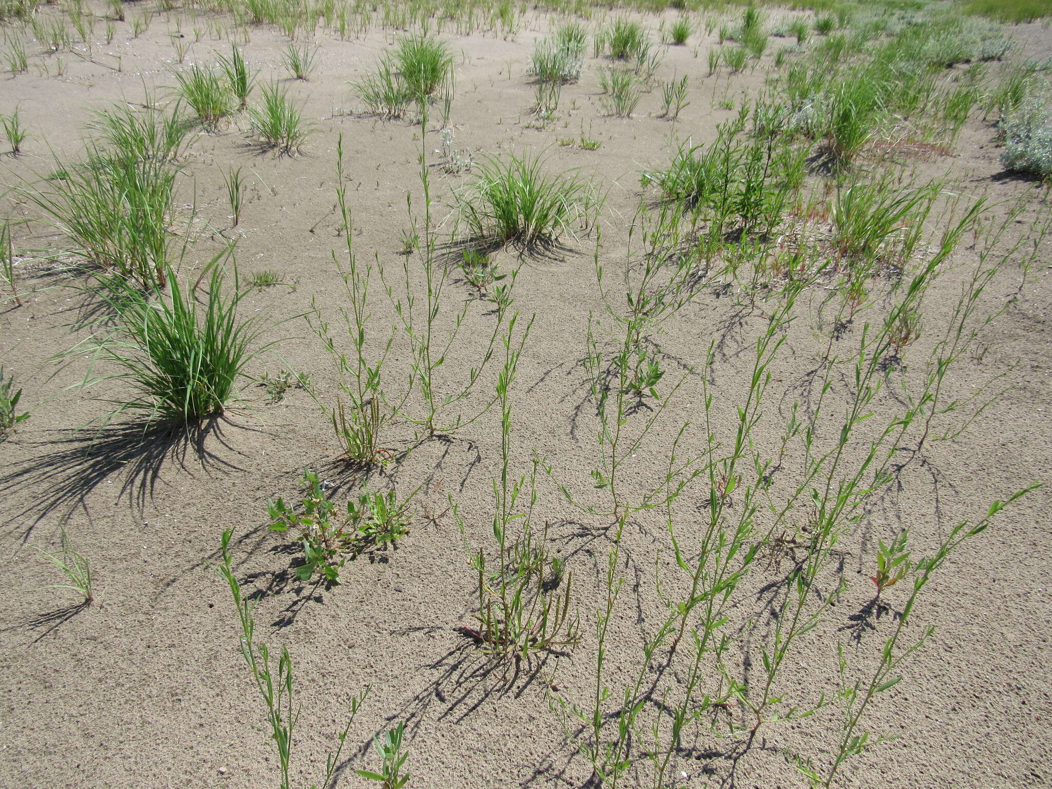 Image of bushy knotweed