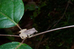 صورة Pseudophilautus schneideri Meegaskumbura & Manamendra-Arachchi 2011