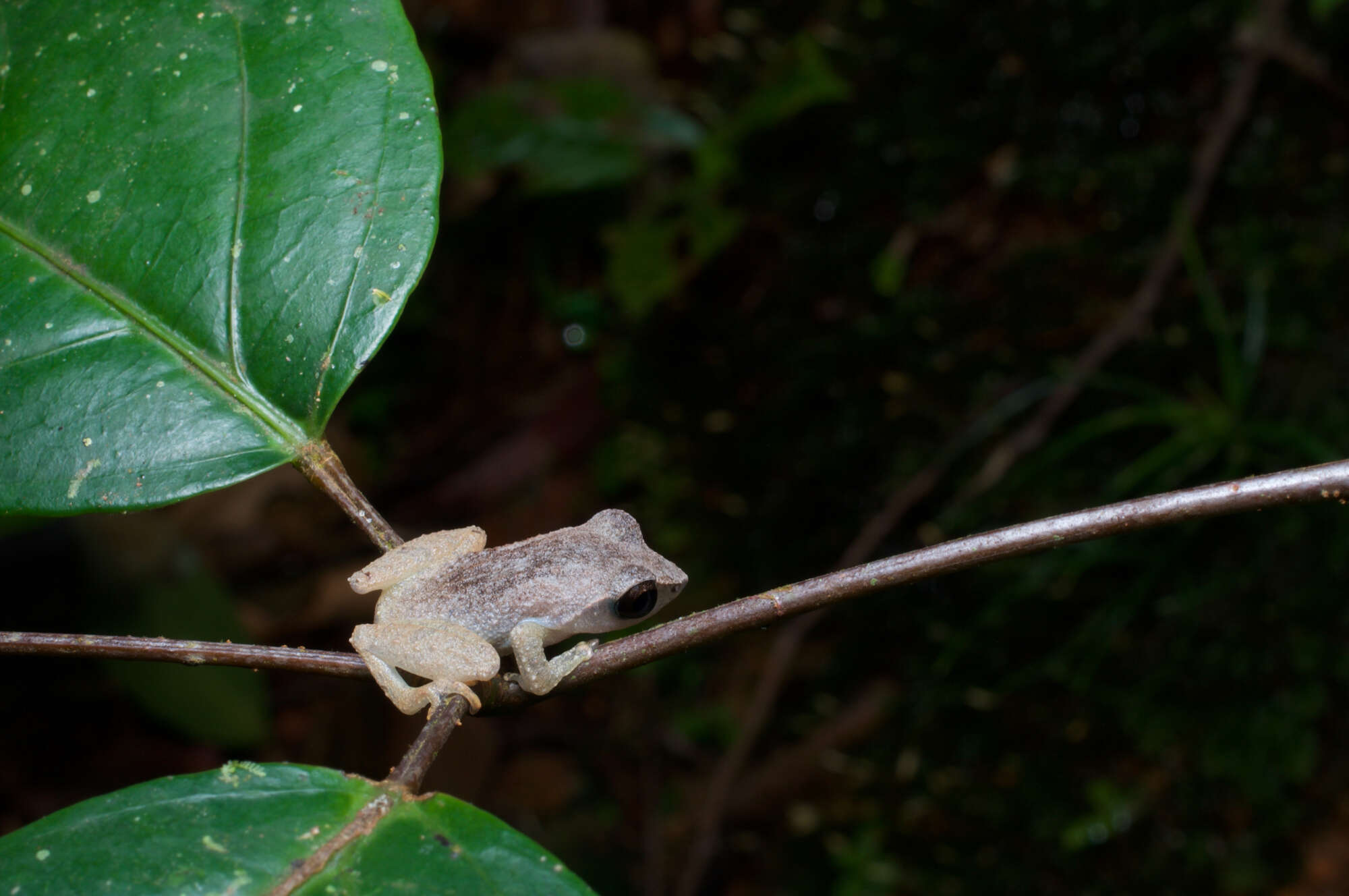 صورة Pseudophilautus schneideri Meegaskumbura & Manamendra-Arachchi 2011