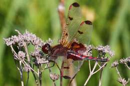 Слика од Celithemis elisa (Hagen 1861)