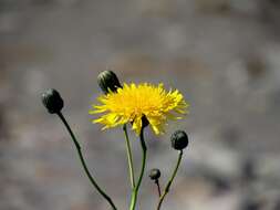 Plancia ëd Sonchus arvensis subsp. humilis (N. I. Orlova) N. N. Tzvel.