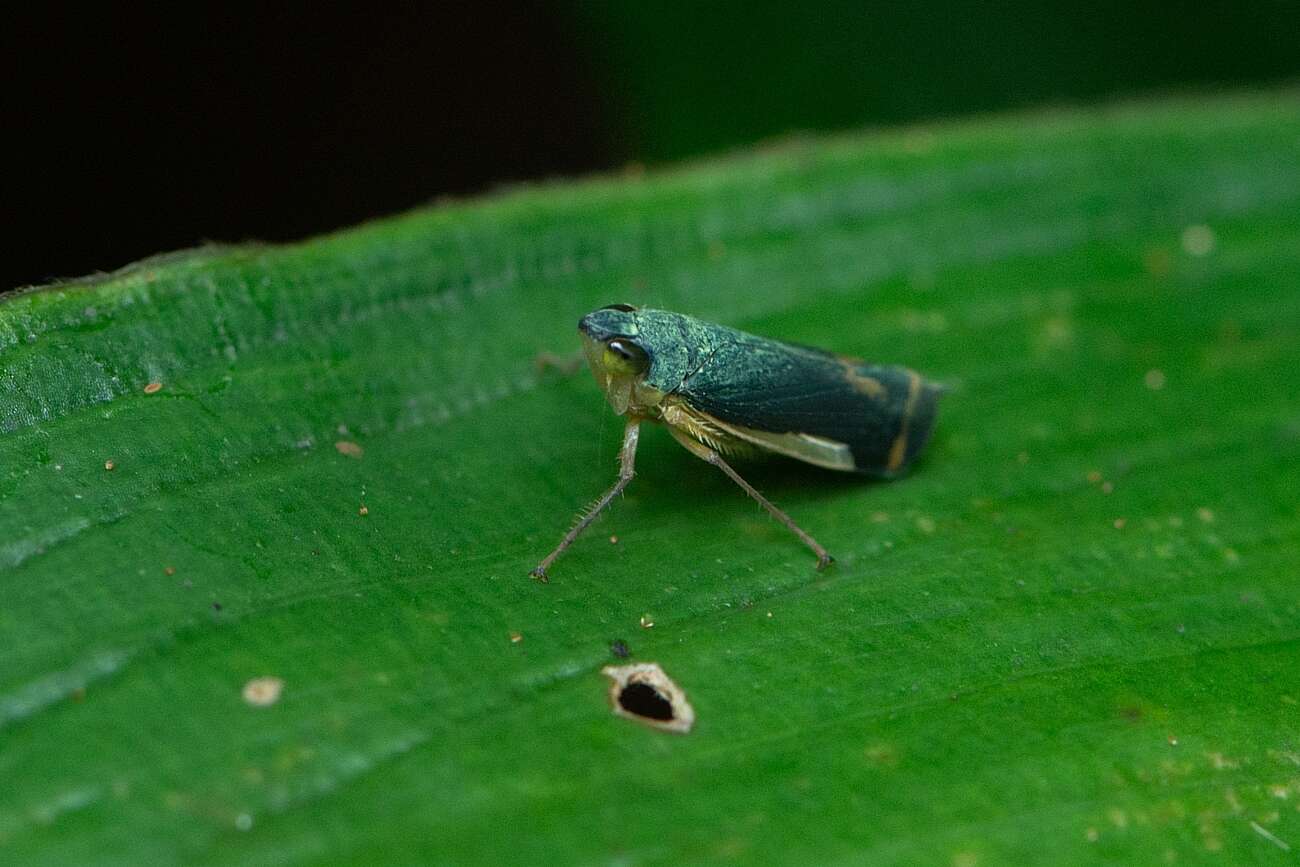 Image of Deltolidia discolor Stål 1862