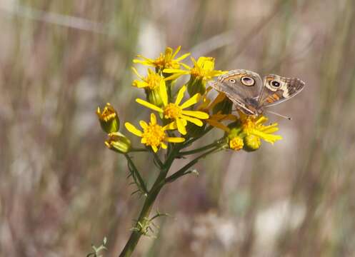 Image of Brewer's ragwort