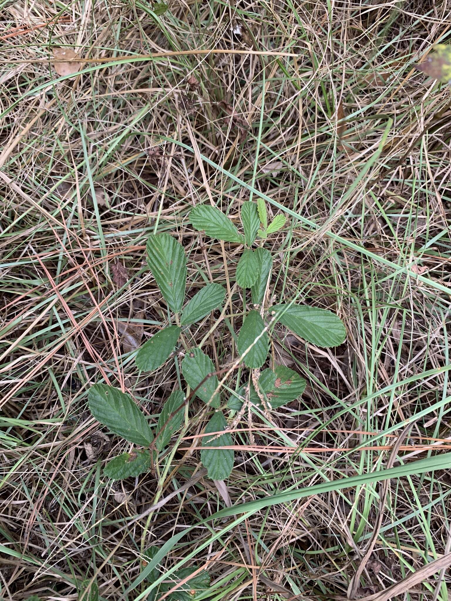 Rubus cuneifolius Pursh resmi