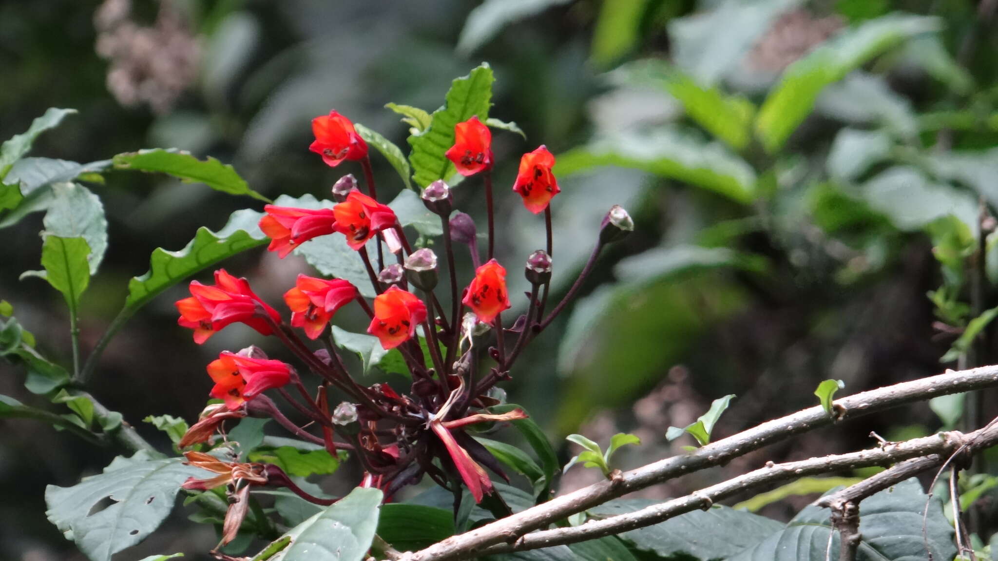 Image of Bomarea acutifolia (Link & Otto) Herb.