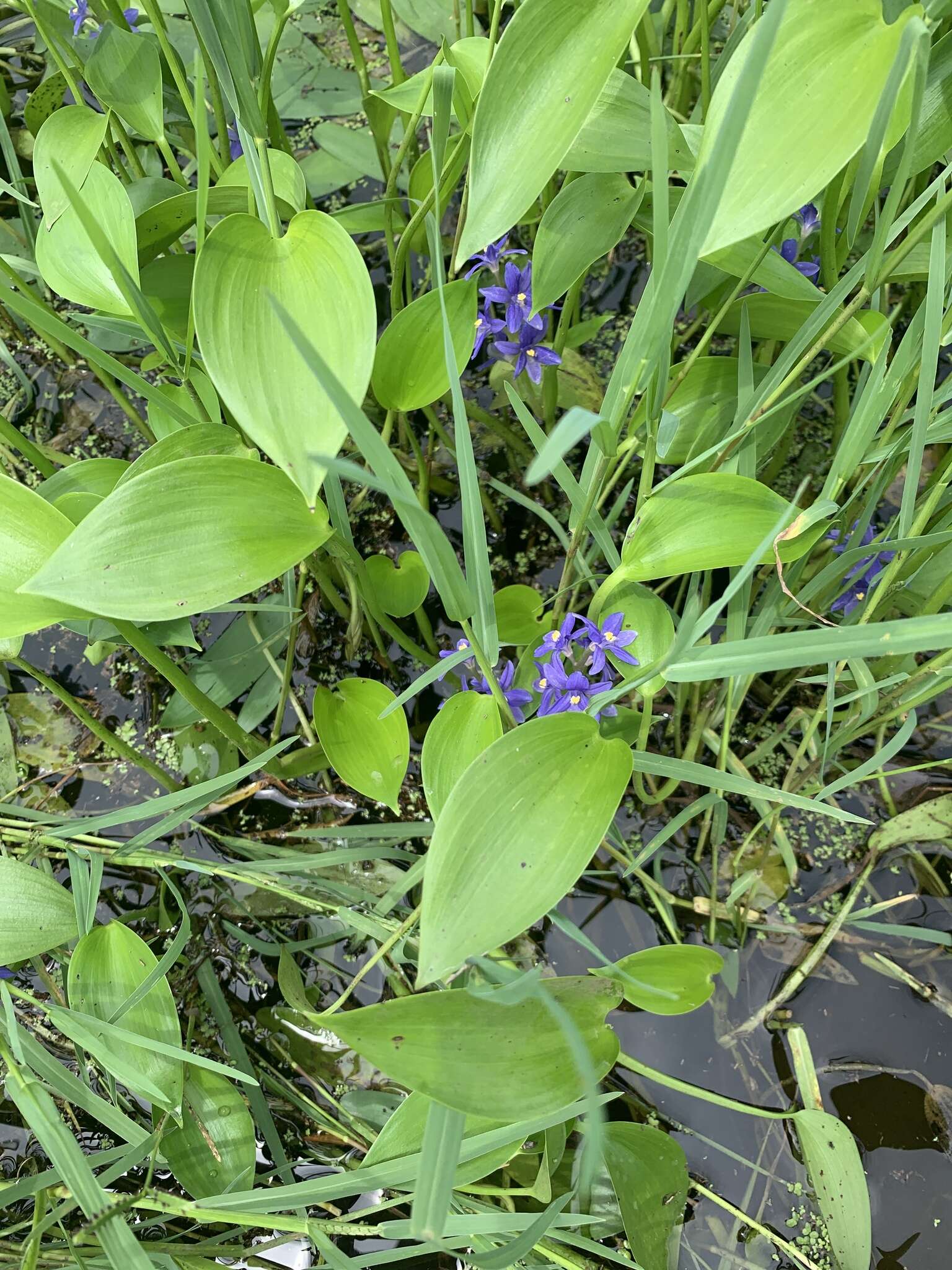 Image of <i>Pontederia cyanea</i>