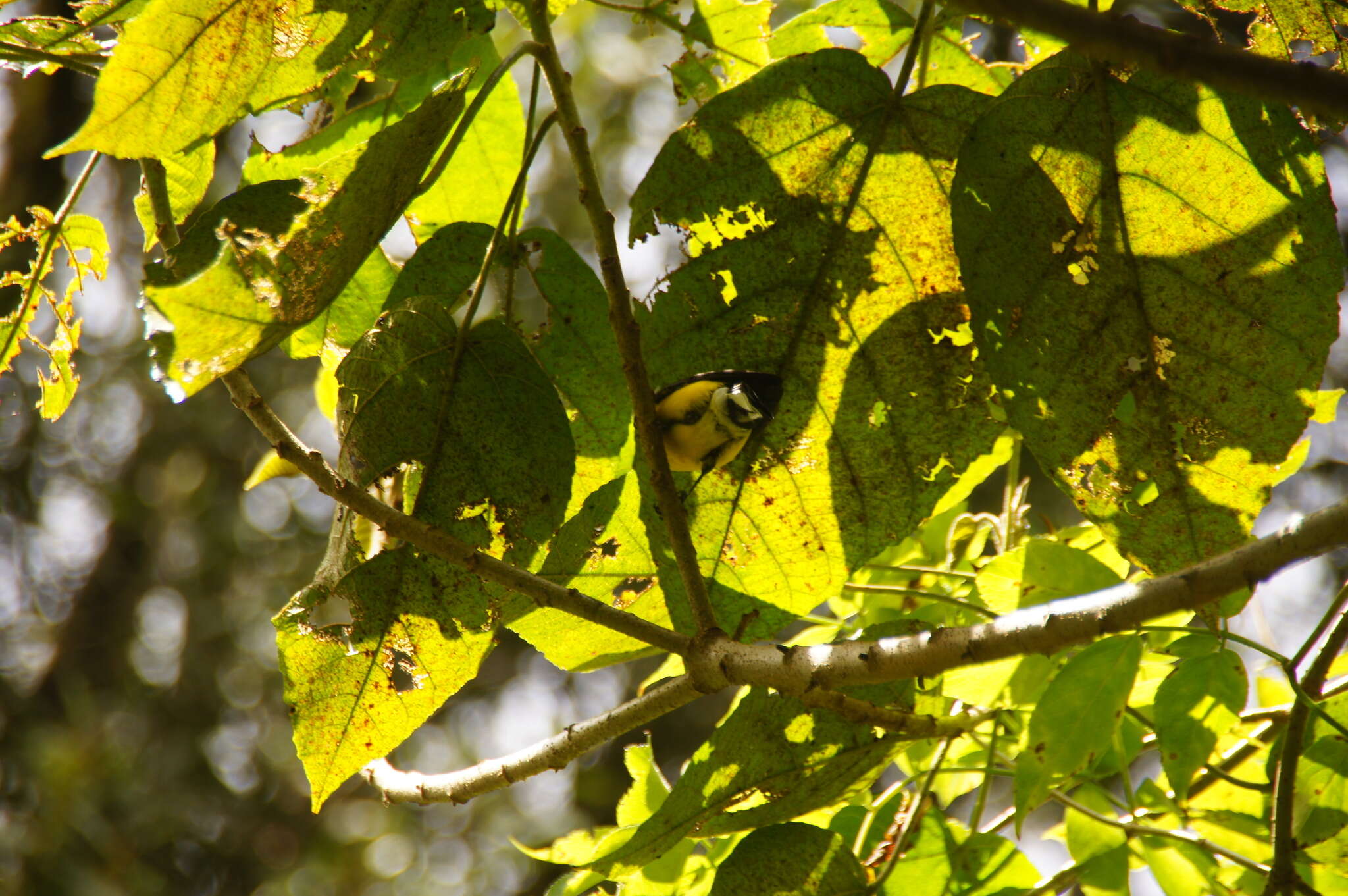 Plancia ëd Myioborus ornatus (Boissonneau 1840)