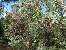 Image of water wattle