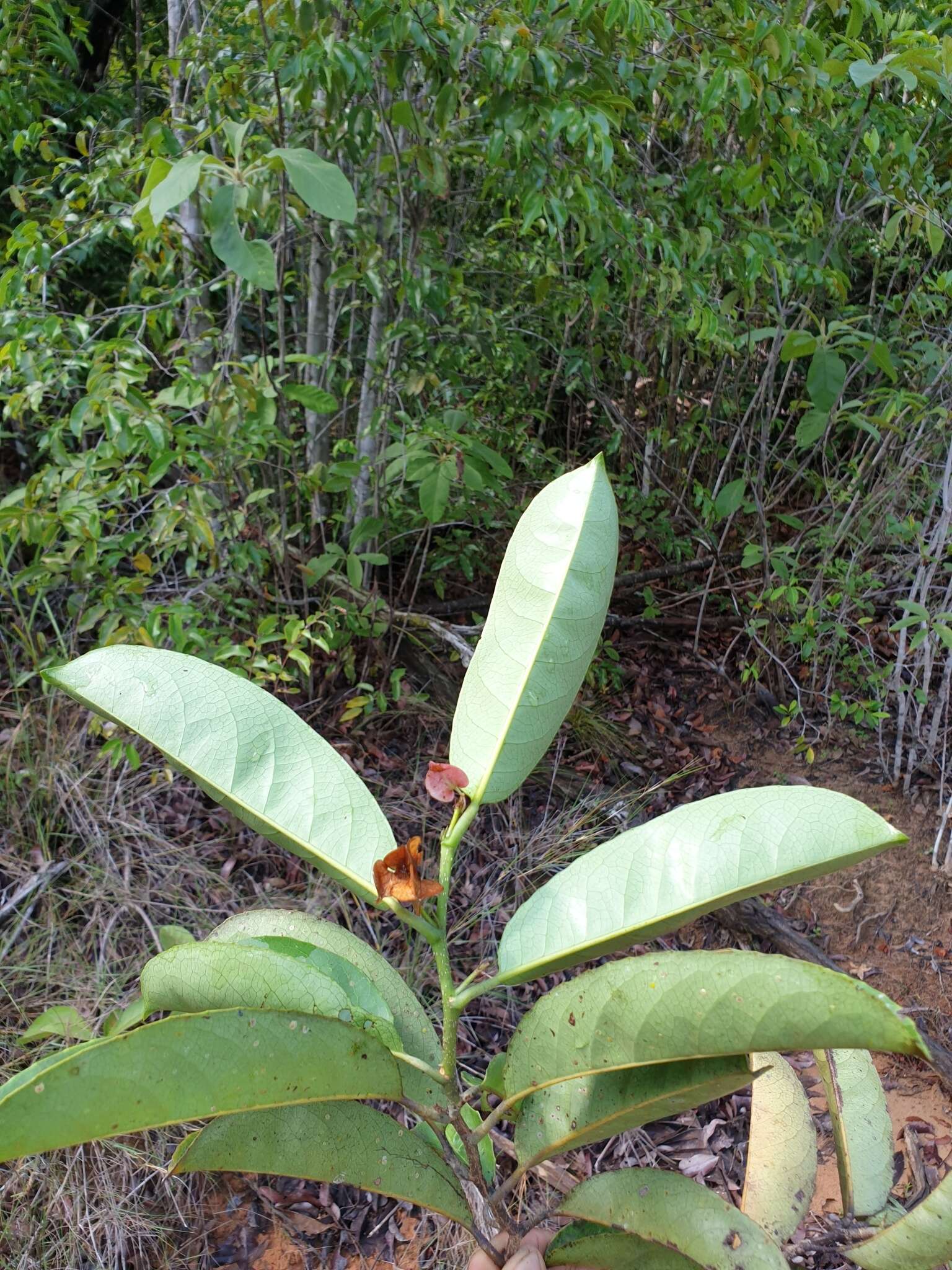 Image of Tisonia coriacea S. Elliot.