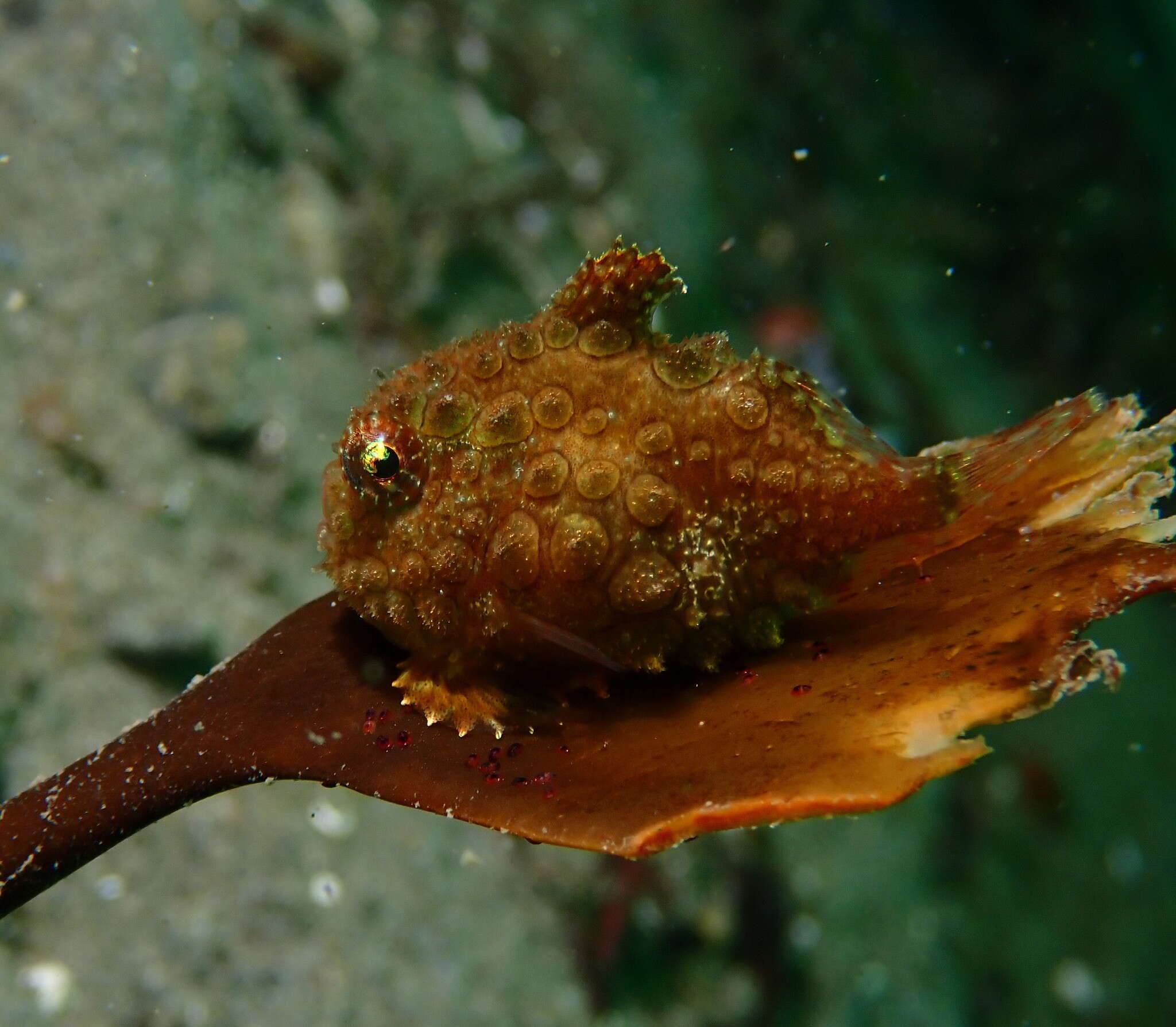 Eumicrotremus orbis (Günther 1861) resmi