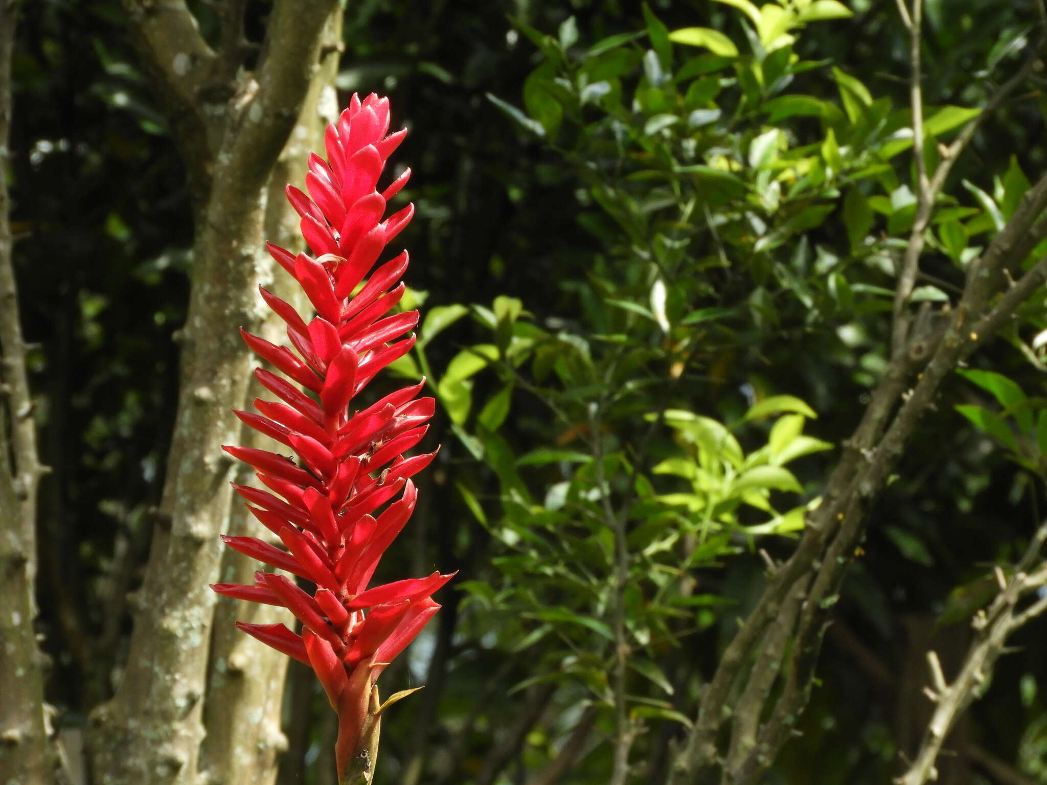 Image of red ginger