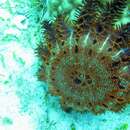 Image of crown-of-thorns starfish