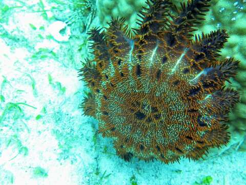 Sivun Acanthaster brevispinus Fisher 1917 kuva