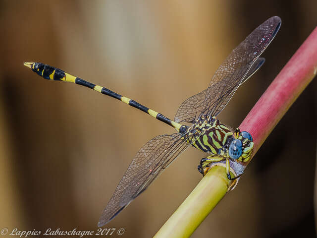 Image of Southern Fingertail