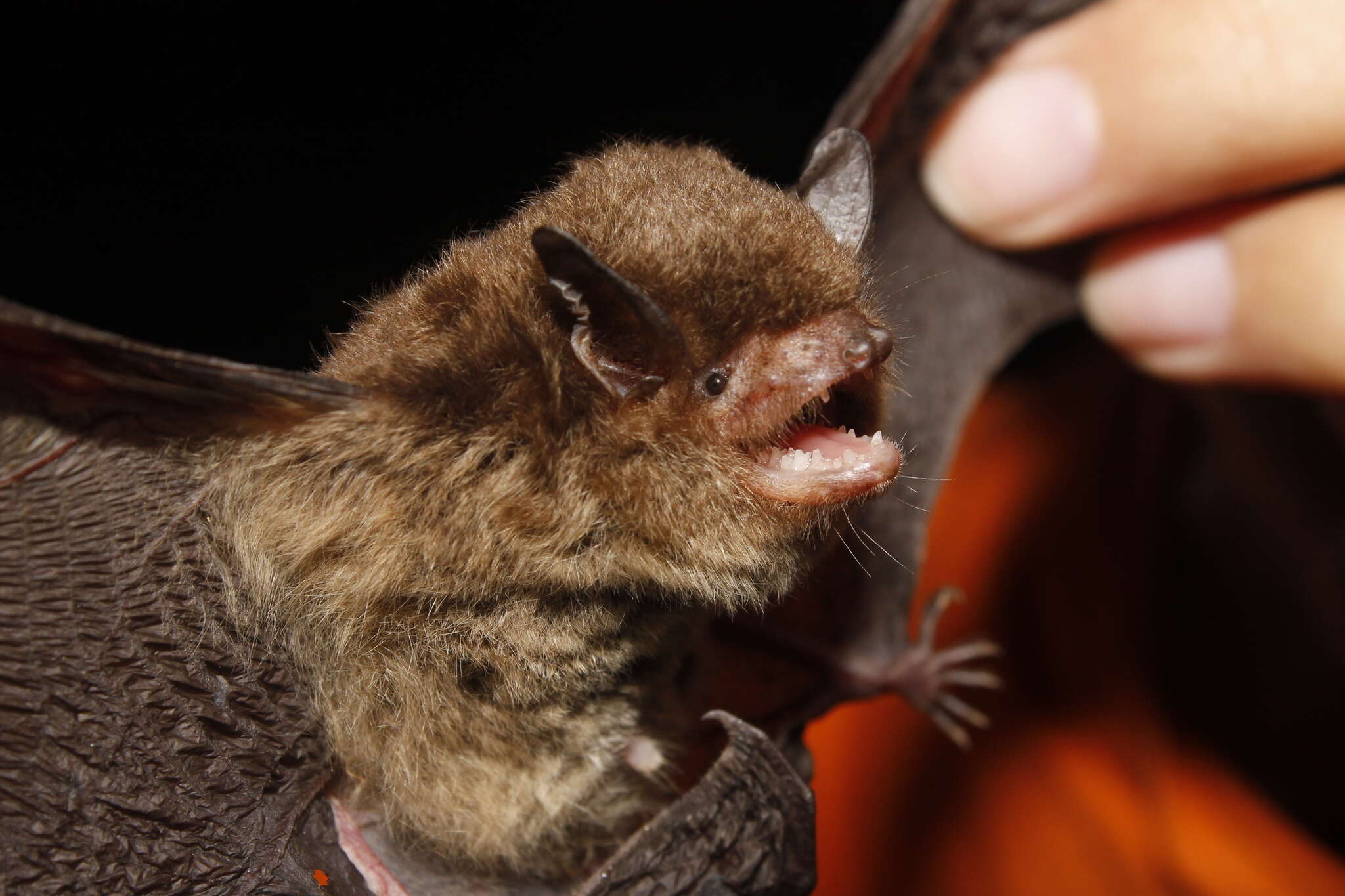 Image of Cave Myotis