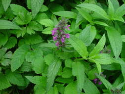 Image of Stachys ambigua Sm.