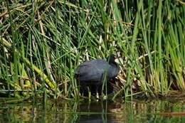 Image of Andean Coot